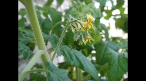 СОРТА ТОМАТОВ--2022г. Селекционер Любовь Мязина.