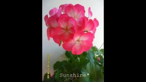 Pelargonium Ringo 2000 Rose Star   링고 2000 로즈스타 펠라고늄
