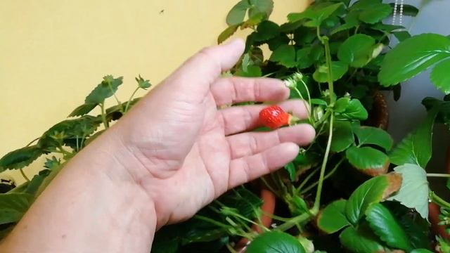 Выращивание дома ремонтантная клубника земляника strawberry на окне 28.07.19. Заказал Гидропоника. смотреть онлайн