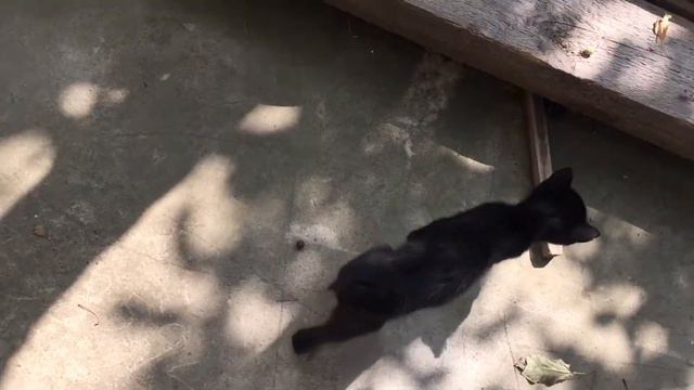 Кормлю кроликов.Котики спят. На улице жарко. смотреть онлайн