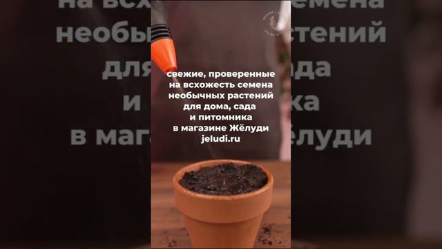 Бамбук из семян - это совсем не сложно