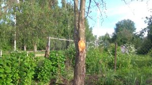 Цветы в июне