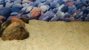 Астронотус в 200 литровом аквариуме. Кормление мойвой