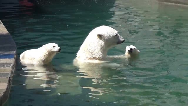 Медвежата с Гердой в бассейне. 20.06.2023 смотреть онлайн
