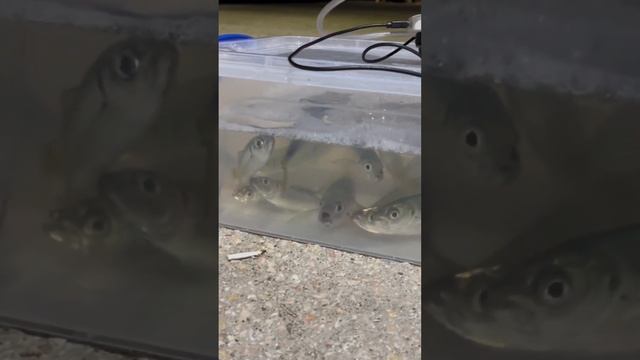 Итоги сегодняшней рыбалки!) Рыбка была отпущена! смотреть онлайн