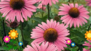 Эхинацея пурпурная Примадонна. Краткий обзор, описание характеристик echinacea purpurea Primadonna