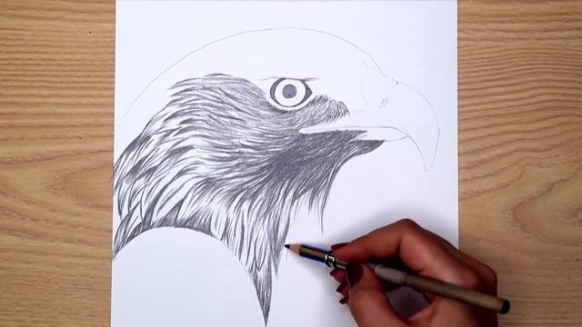 how to draw an eagle head step by step for beginners смотреть онлайн