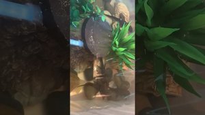 Гималайский ( крокодиловый) тритон