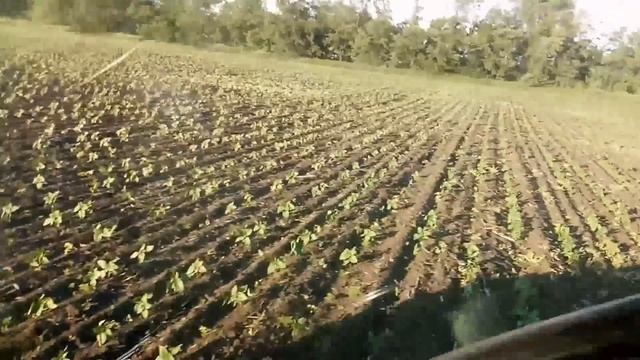 Листовая подкормка подсолнуха. смотреть онлайн