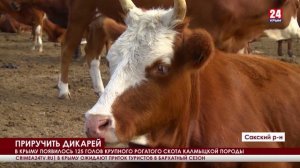 В Крым завезли 125 коров и быков калмыцкой породы.mp4