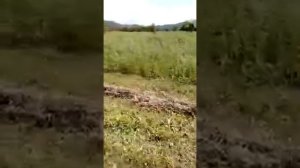 3 июля 2021 г. Сенокос. Пресс подборщик Star Mr. 1000 DX . Семилетний тракторист