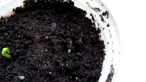 Агава Парри от семени до растения/Agave Parry from seed to plant