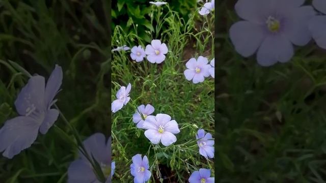 Лён многолетний голубой на клумбе.?