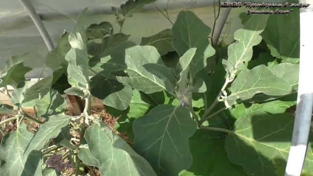 Август,делюсь своим опытом по огороду смотреть онлайн