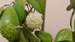 Хойи. Цветение Акуты?Новые хойки : coriacea, subcalva, globulifera, isabelchanae?