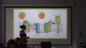 Фотосинтез. Углубленный уровень. Биология 10 класс. БиоФорум в Пущино.