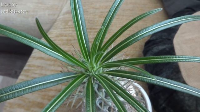 Комнатные цветы/растения. Пахиподиум обрастает после покупки. смотреть онлайн