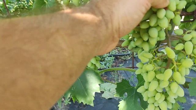 Кишмиш Юпітер. Початок фарбування. смотреть онлайн