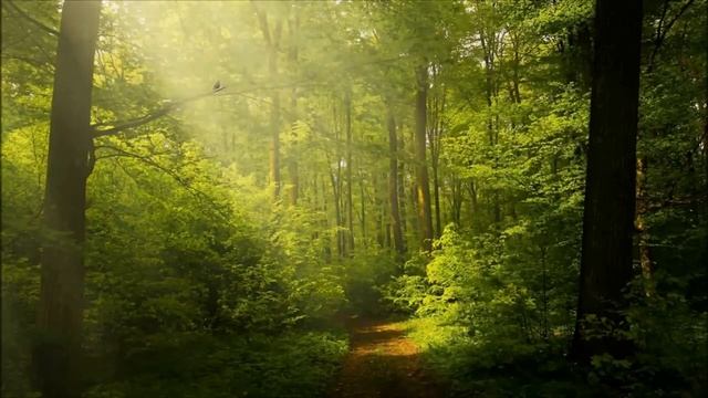 ВОЛШЕБНЫЕ ЗВУКИ ПРИРОДЫ смотреть онлайн