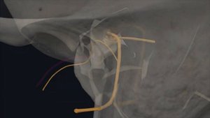 Каналы височной кости анатомия / Мозговой череп / Остеология