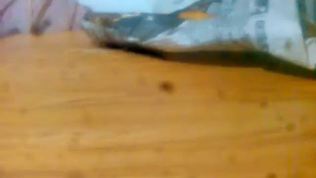 Мои поделки пэты из пластилина и ооаки читайте описание смотреть онлайн