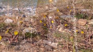 Rda TV-44, Селижаровский район, база отдыха "Чайка", озеро ВолгО, 21-22 апреля 2018