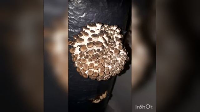 Моя первая попытка выращивания вешенок в ванной )) смотреть онлайн