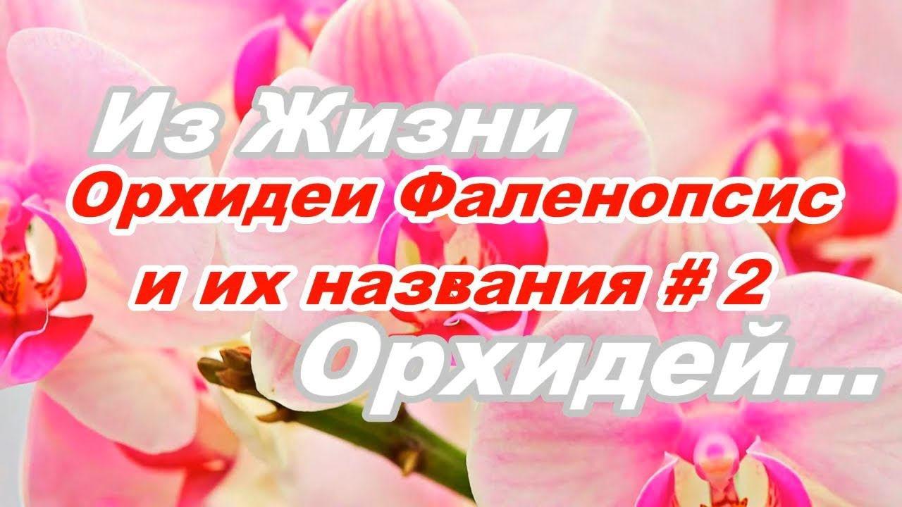 ОРХИДЕИ С НАЗВАНИЯМИ. № 2 Видео - КАТАЛОГ. СОРТОВЫЕ ФАЛЕНОПСИСЫ