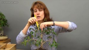 Бонсай из фикуса Бенджамина (ч.7).