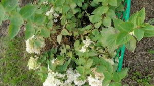 Тач оф Пинк