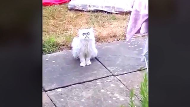 Во двор к мужику пришел кот и сильно напугал всех смотреть онлайн