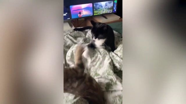 смешные кошки