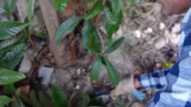 NISPERO Poda , aclareo de flores, patrones , reproducción, rayado, etc смотреть онлайн