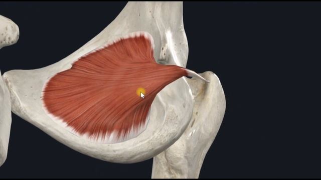 Внутренняя запирательная мышца (m. obturatorius internus) 3D Анатомия