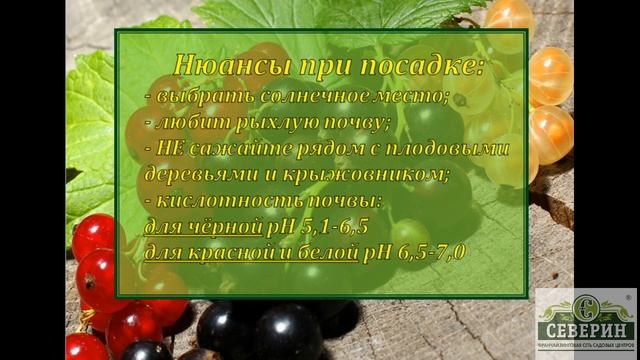 Смородина: когда и как сажать