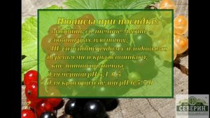 Смородина: когда и как сажать