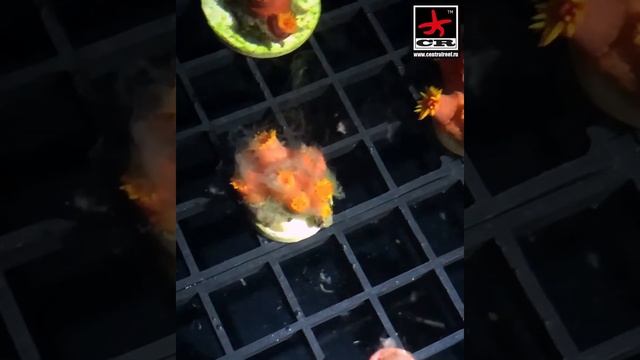 Кормление тубастреи, как раскормить тубастрею, Tubastrea feeding. Sun coral.