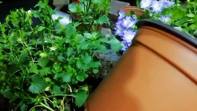 Можно ли пересаживать (переваливать) цветущие растения?