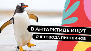 Найдена идеальная работа: в Антарктиду ищут человека, который будет считать пингвинов