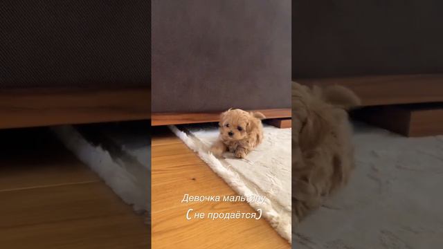 #мальтипу #мальтипумосква #купитьмальтипу #maltipoo