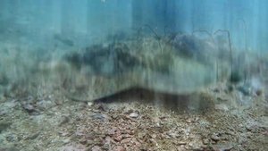 Погружение с хищниками: Дайвинг с Леопардовой Акулой и Скатом в Таиланде, Пхукет 2023