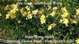 Happy Returns & Suzie Wong Daylilies