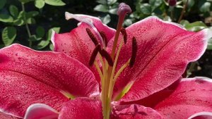 ЛИЛИЯ ЭЛЬ КАПИТАН??. ОТ-ГИБРИД??????