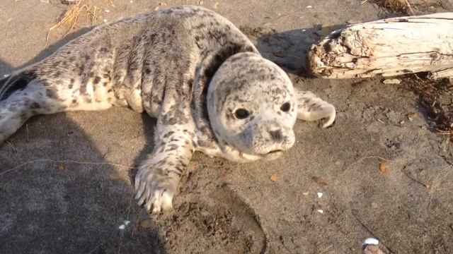 Нерпа смотреть онлайн