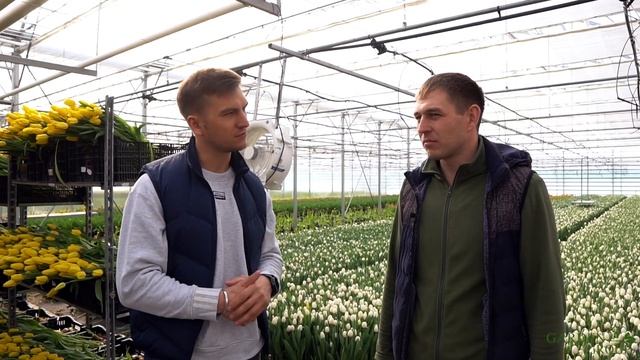 ВЫРАЩИВАНИЕ ТЮЛЬПАНОВ | Компания Сибирские газоны | Иван Шаферов | Производство Тюльпанов смотреть онлайн