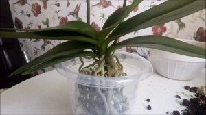 Причина срочной пересадки орхидеи Сансет Лав))))