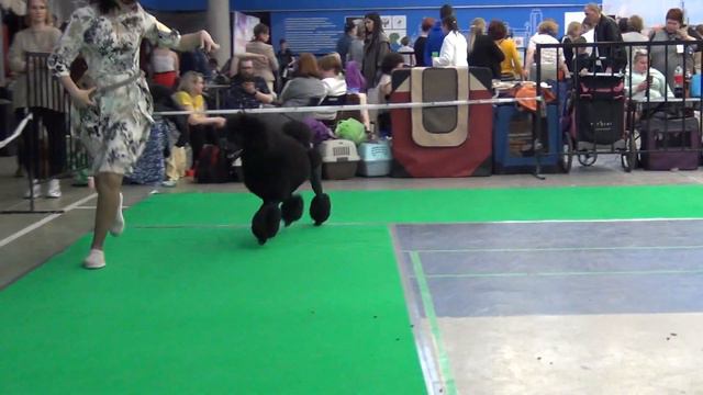 547 24.04.2022. Моно пуделей. Екатеринбург. UDACHNYY SLUCHAY IZ ZAZERKALIA смотреть онлайн