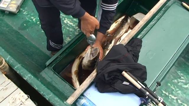 База 177 Мой Волжский трофей смотреть онлайн