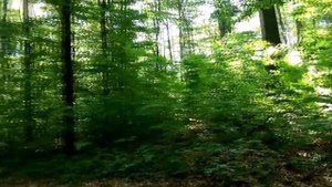 Олег Капралов - Старый лес (Ласковый май)