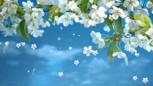 Бесплатный проект прошоу продюсер (free proshow producer project)  ВЕСНА ЦВЕТЕНИЕ